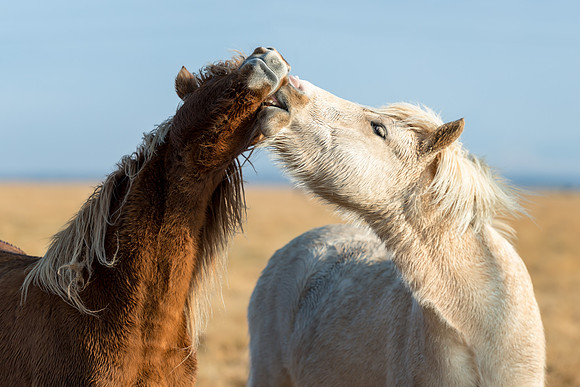 Horse kiss