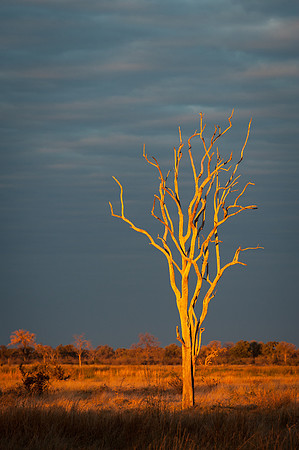 Bare Tree
