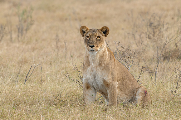 Lioness