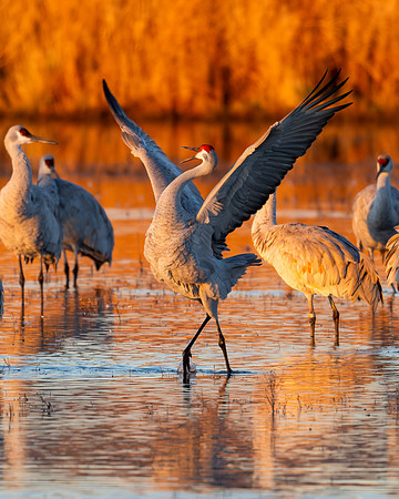 Dancing Sandhill Crane