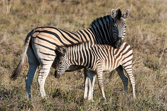 Zebra Feeding Time
