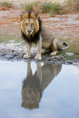 Lion Reflection
