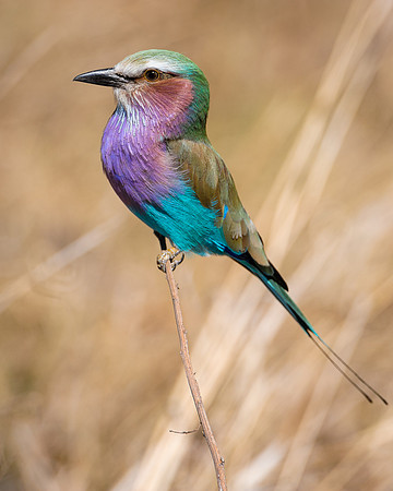 Lilac Breasted Roller
