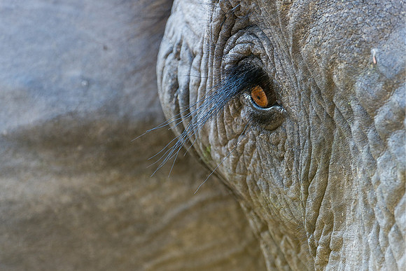 Elepant Eye