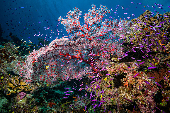 Sea Fan at Lion's Den, Fiji