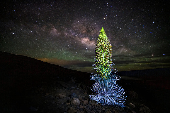 Silversword Blooming Under the Milky Way