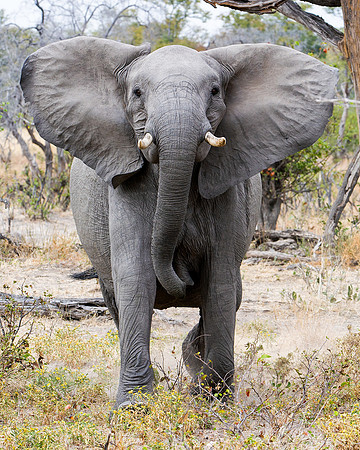 Matriarch
