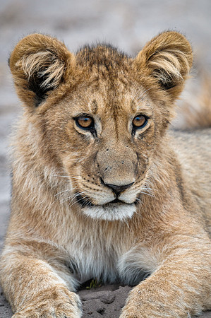 Lion Cub