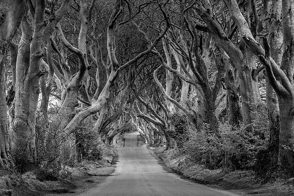 The Dark Hedges