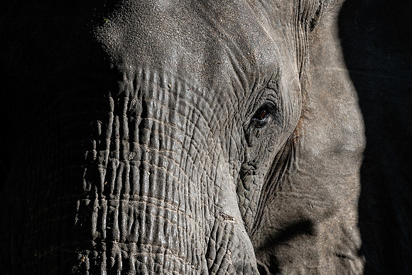 Elephant Eye