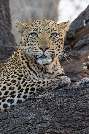 Leopard