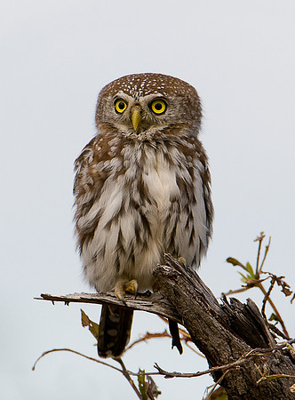 Pearl-spotted Owlet