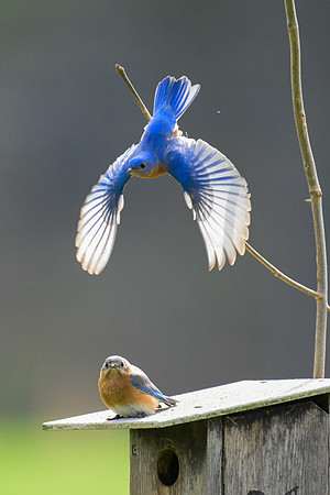 Eastern Bluebirds