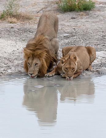 Morning Drink