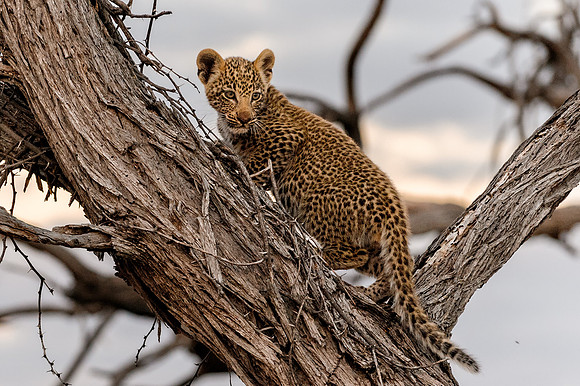 Leopard Cub