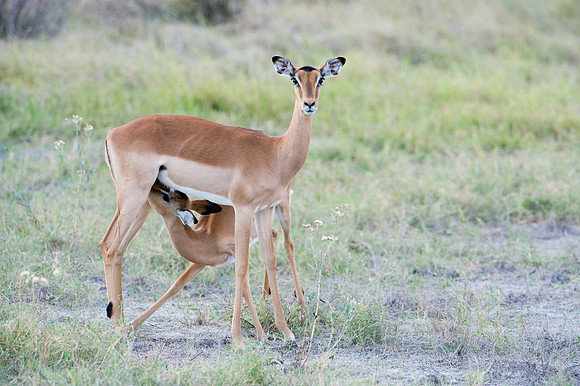 Impala Feeding Time