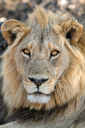Portrait of a Young Male Lion