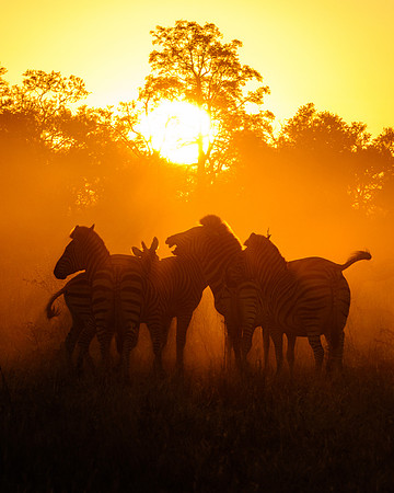 Sunset Zebras