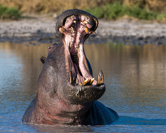 Hippo