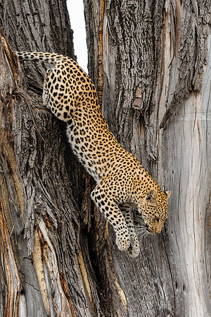 Leopard Leap