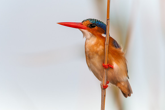 Malachite Kingfisher
