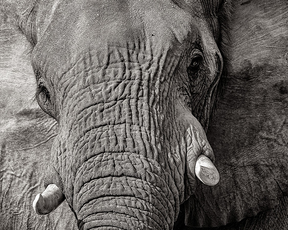 Where Ivory Belongs