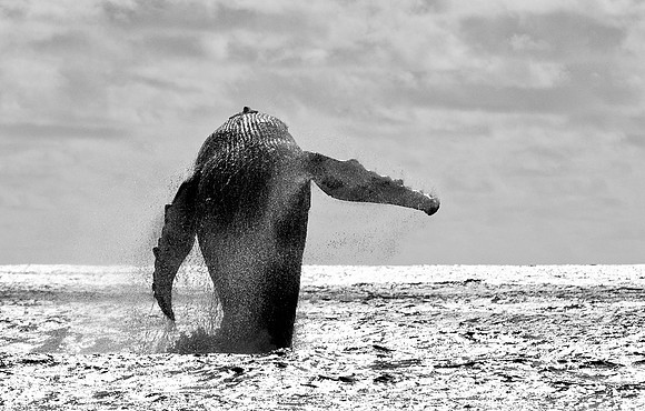 Humpback