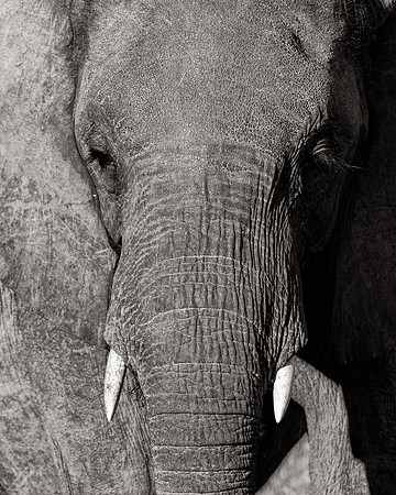 African Elephant