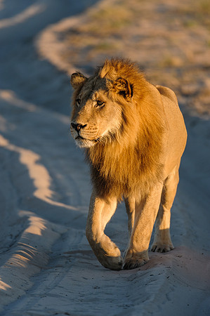 Lion On The Road