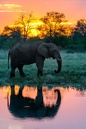Elephant Sunset